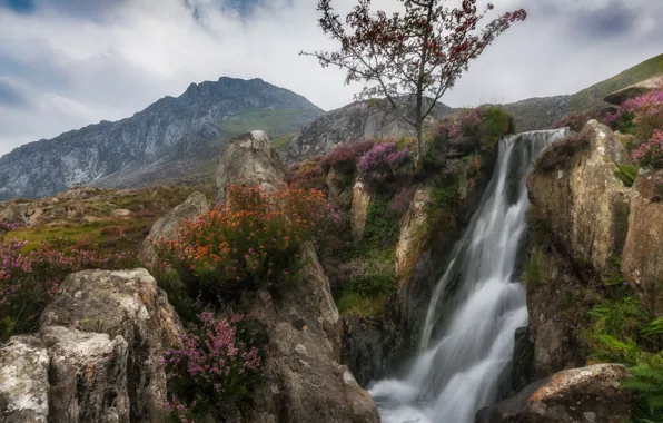 Flowers, mountains, tree, rocks, waterfall, stream, Wales, Snowdonia