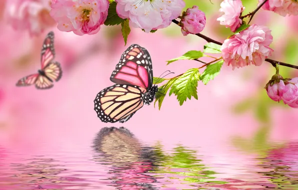 Water, butterfly, reflection, pink, spring, flowering, pink, water