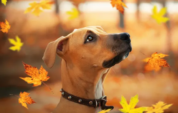 Autumn, leaves, each, puppy, Staffordshire Terrier