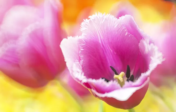 Macro, pink, Tulip, petals, Bud, bokeh