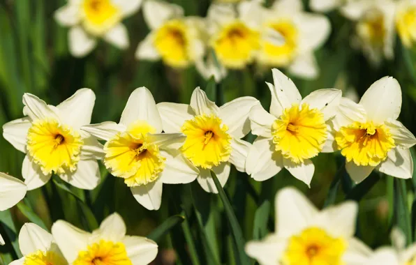 Picture flowers, yellow, a lot, daffodils, bokeh