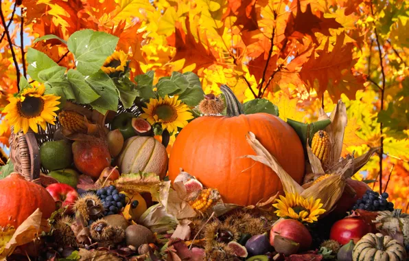 Autumn, sunflowers, nature, apples, corn, kiwi, grapes, pumpkin