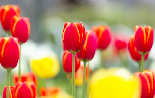 Picture light, flowers, nature, stems, glade, spring, yellow, tulips