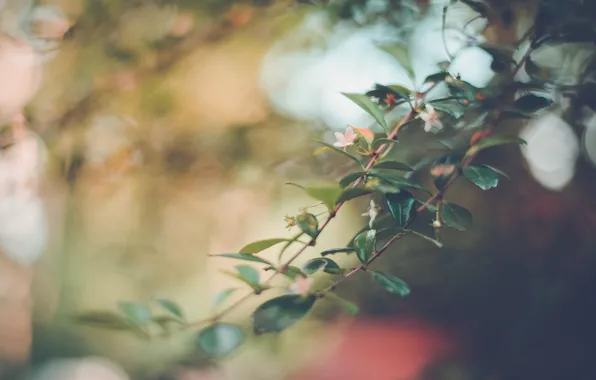 Picture leaves, flowers, branch