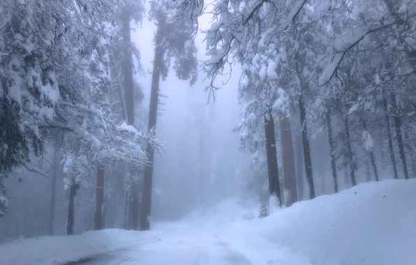 Winter, road, forest, snow, trees, fog, CA, the snow