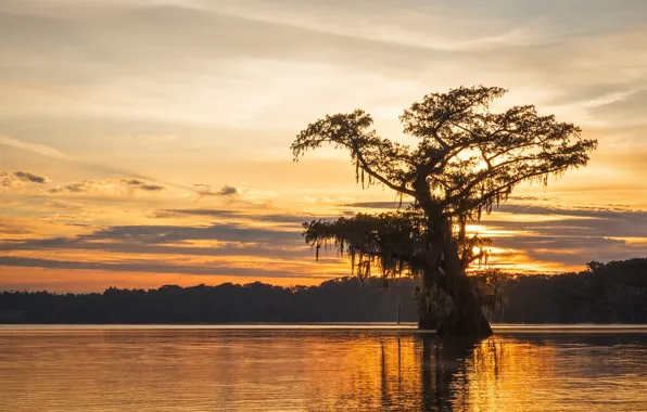 Picture trees, sunset, pond
