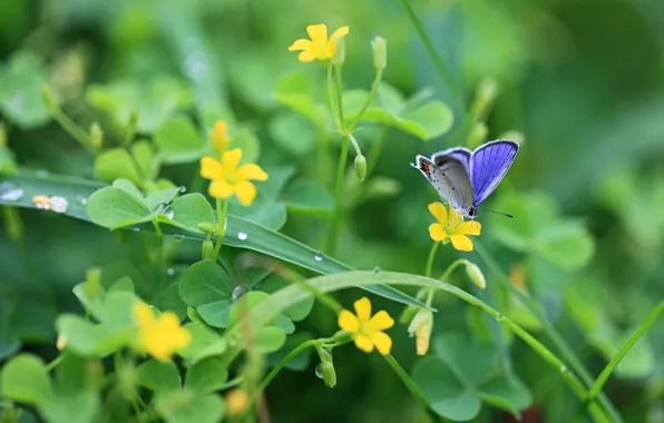 Picture greens, leaves, drops, macro, flowers, nature, Rosa, butterfly