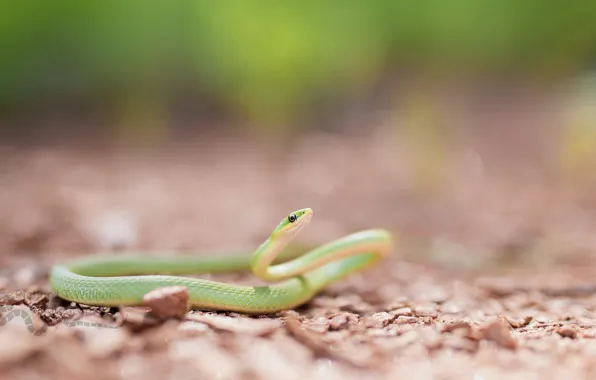 Picture macro, background, snake, color, threat