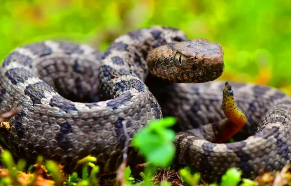 Picture Look, Snake, Head, Reptile, Tail, Wildlife