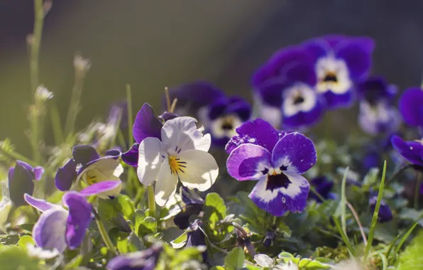 Light, flowers, nature, glade, white, Pansy, flowerbed, lilac