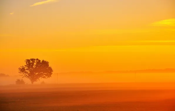 Field, trees, orange, sunrise, dawn