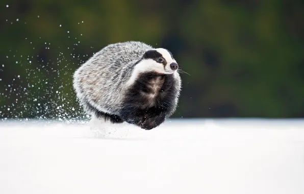 Snow, snow, badger, badger, Milan Zygmunt, Meles meles