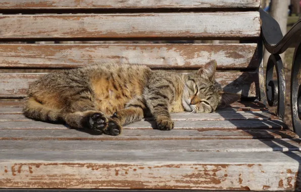 Mustache, bench, meow, Tail