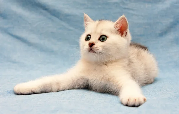 Cat, look, pose, kitty, face