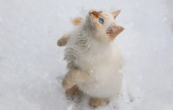 Winter, white, snow, kitty, snowfall, stand, Neva masquerade, red-point