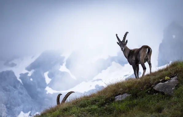 Grass, look, snow, mountains, fog, stones, tops, goat