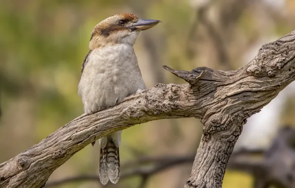 Picture bird, Woodlands Historic Park, Laughing Kookaburra