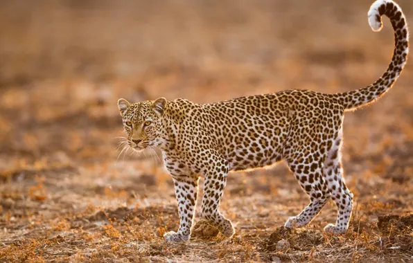 Picture leopard, wild cat, bokeh