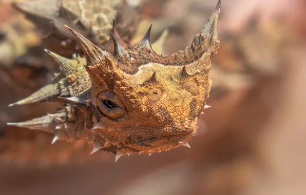 Background, lizard, spikes, Moloch