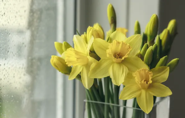 Picture window, buds, daffodils