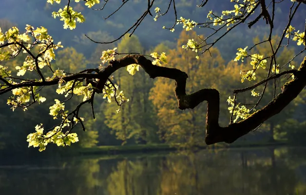 Autumn, leaves, nature, lake, tree, branch, oak