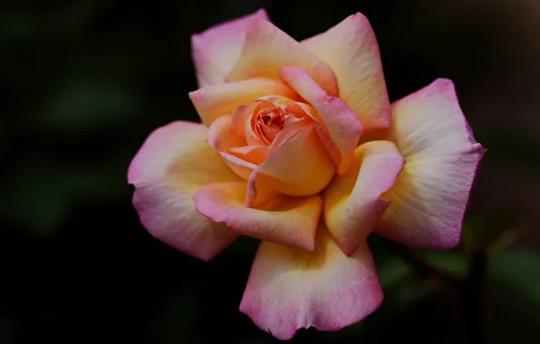 Picture flowers, orange, the dark background, roses
