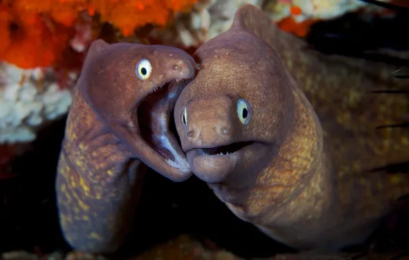 Sea, eyes, the ocean, fish, teeth, Moray