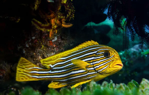 Fish, fish, underwater world, yellow, exotic, cichlid