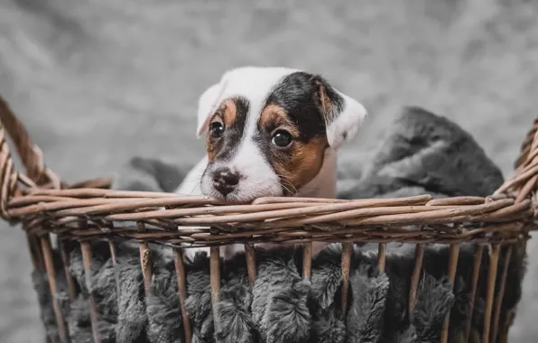 Basket, dog, puppy