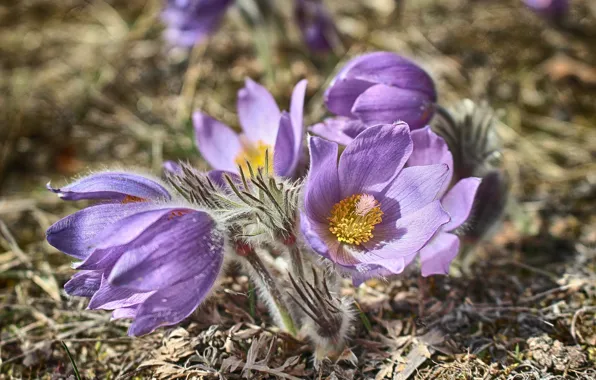 Flowers, spring, lilac, cross