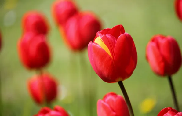 Picture flowers, background, tulips