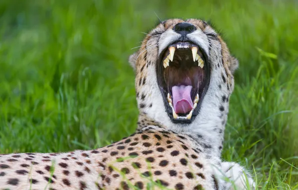 Cat, Cheetah, yawns, ©Tambako The Jaguar
