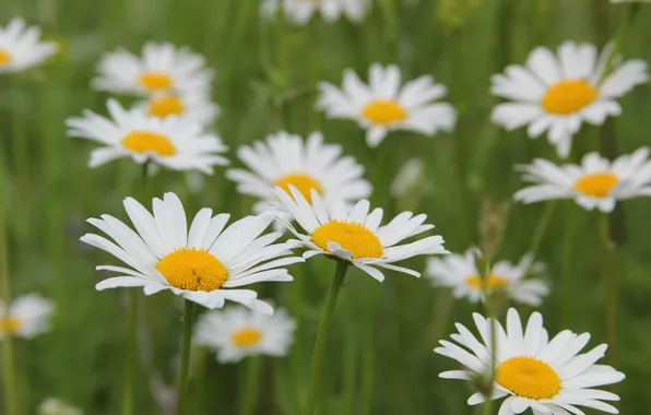 Picture field, white, summer, grass, flowers, yellow, chamomile, green
