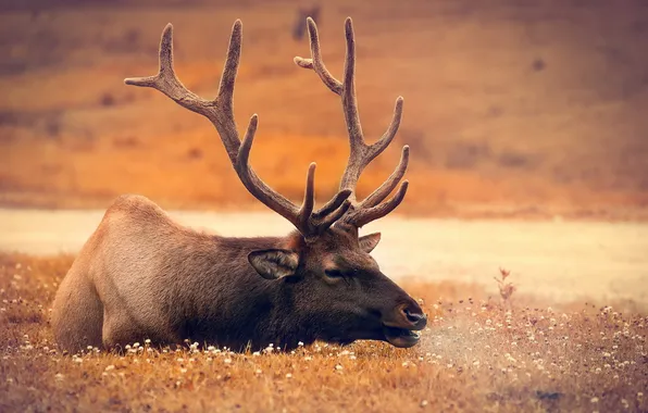 Nature, background, deer