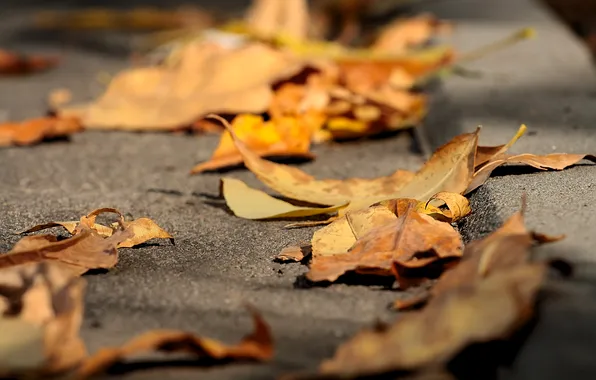 Autumn, asphalt, leaves