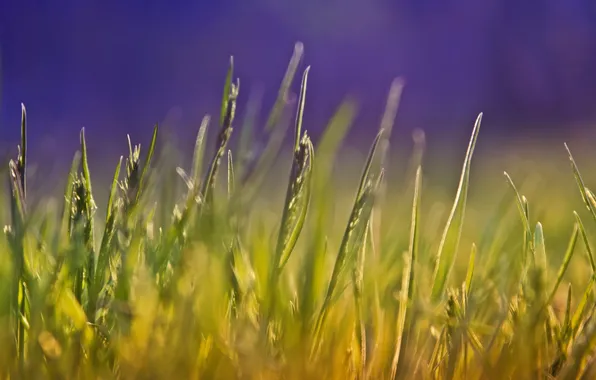 Summer, grass, macro