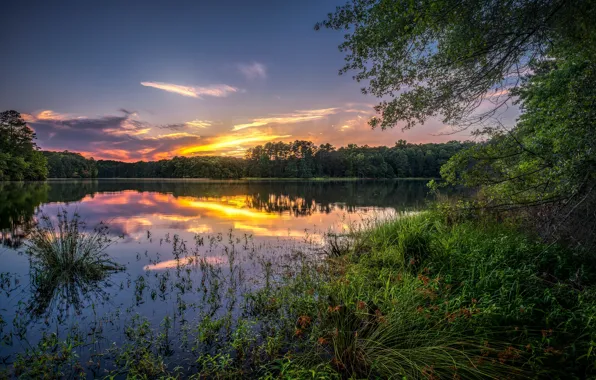 Grass, clouds, sunset, branches, shore, pond