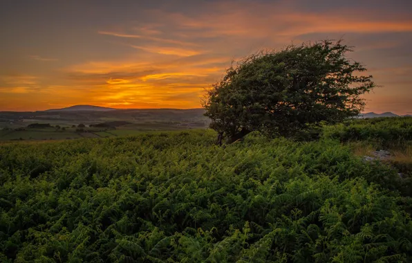 Summer, grass, trees, sunset, hills