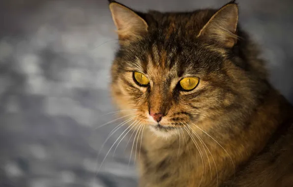 Cat, cat, look, face, grey, background, portrait, striped
