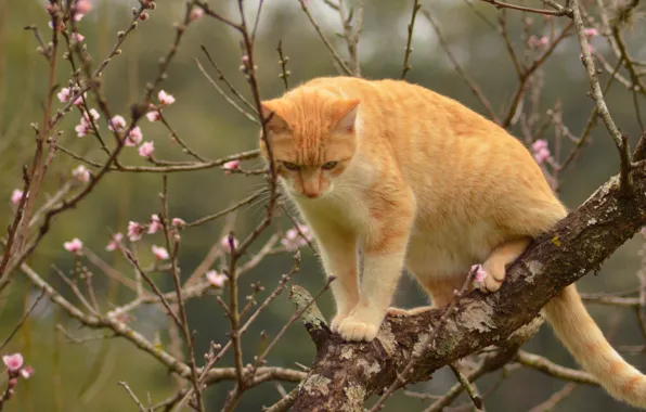 Cat, cat, branches, tree, spring, red, on the tree