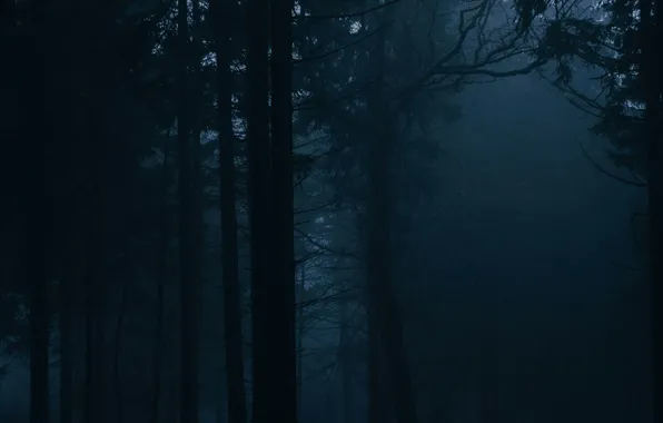 Forest, trees, nature, fog, Germany, Germany, Feldberg, mount Feldberg