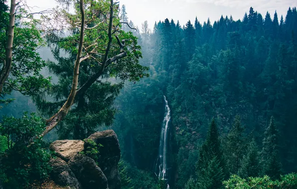 Forest, trees, stones, open, waterfall, beauty, Sandra Seitamaa