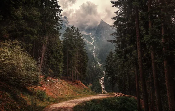 Forest, trees, mountains, trail, ate, Alps, Italy, Italy
