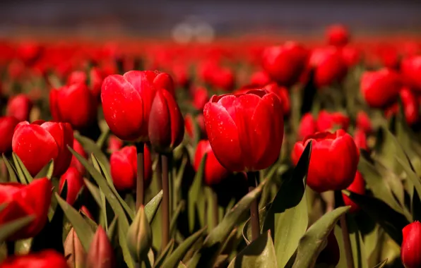 Picture tulips, red, buds, a lot