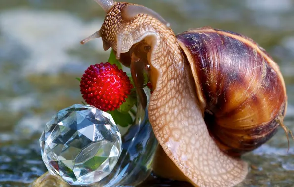 Picture macro, snail, berry