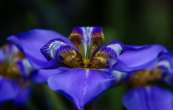 Picture flower, blue, background, iris