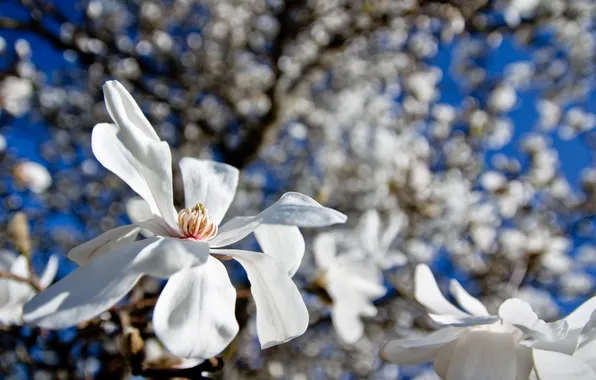 Flowers, white, Magnolia, Tulip tree