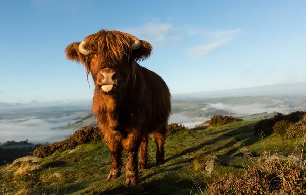 Nature, background, cows