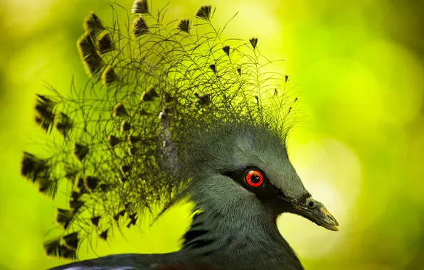 Macro, bird, feathers, beak