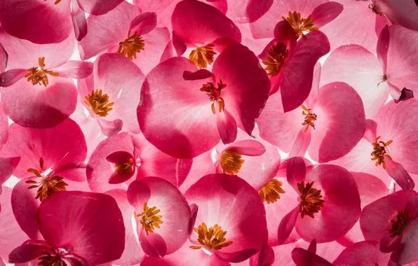 Picture flowers, texture, begonia